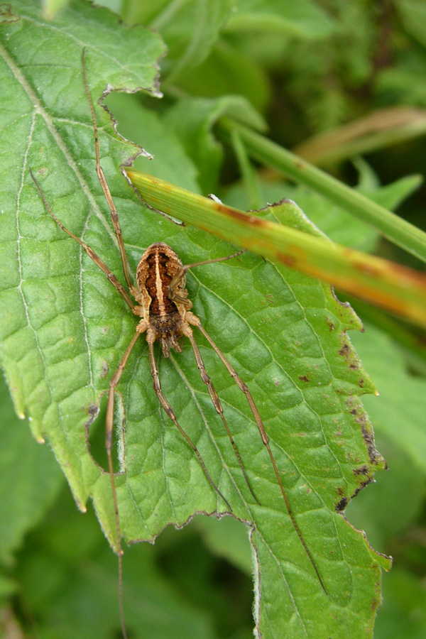 Opiliones emiliane e trentine da 2007 (M.morio)